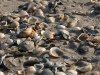 shell1