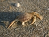 shell10