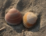 shell11