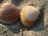 shell12