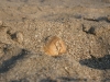 shell13