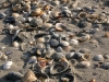 shell2