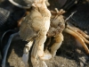 shell3