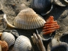 shell4