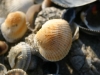 shell5