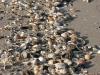 shell6