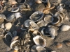 shell8