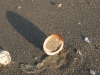 shell9
