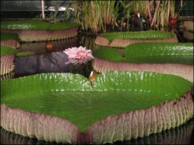 victoriacruzianal victoriacruzianal