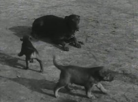 fotó: http://www.filmhiradok.nava.hu kutya