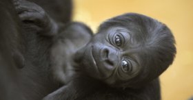 fotó: http://www.zoobudapest.com gorillababy