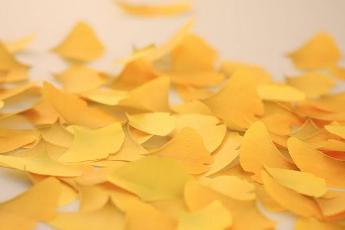 leaf_appreeGinkgo 03