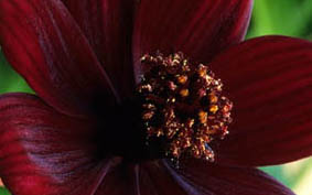 Cosmos_Astrosanguineus1