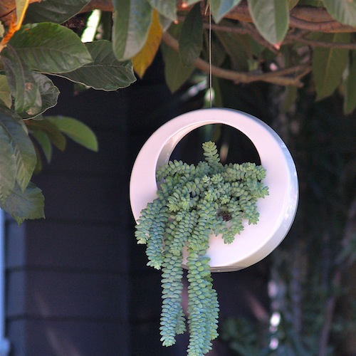 Circle Pot/Design: Potted