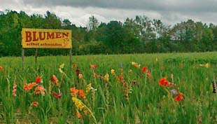 blumen01 blumen01