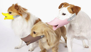 DuckBilledDogs01