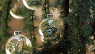 airplantsornament01