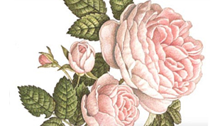rose01