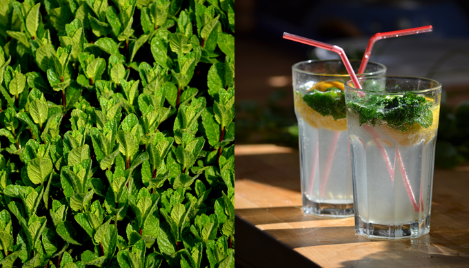 mojito01