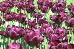 sziptulip08