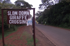 2014.02.23. DSCF2199Utjel - Nairobi Giraffe Centre Kenya