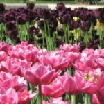 Budapest tulipánjai