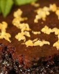Csokiroham: brownie durván