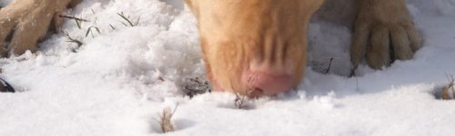 fotó: Vidra biobodog