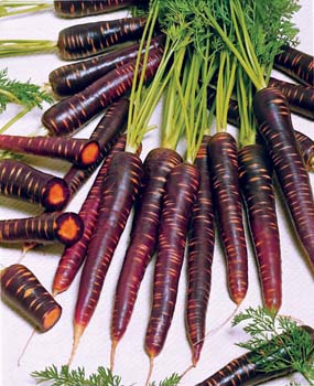 http://www.damseeds.ca/productcart/pc/home.asp