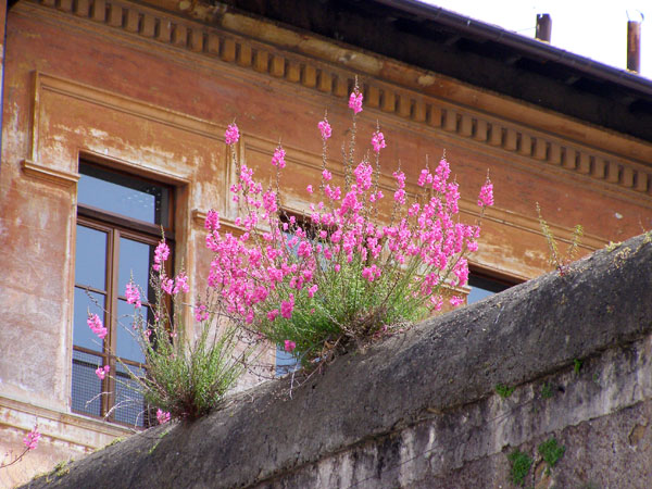 x_trastevere1