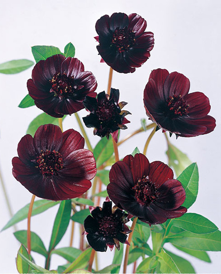Cosmos_Astrosanguineus2