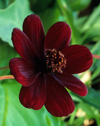 chocolate Cosmos atrosanguineus 'Chocamocha'