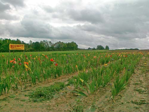 blumen02