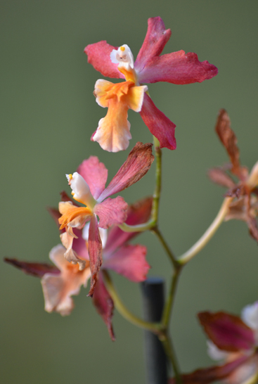 orchidea02
