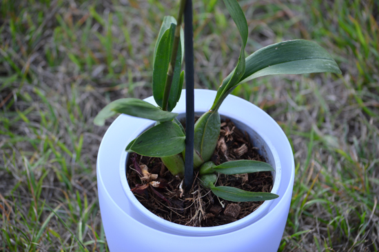 orchidea04