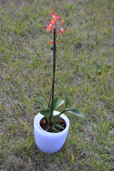 orchidea05