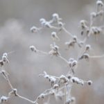 Kopogtat a tél: zúzmara a csipkebogyón