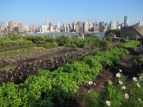 rooftopfarms02
