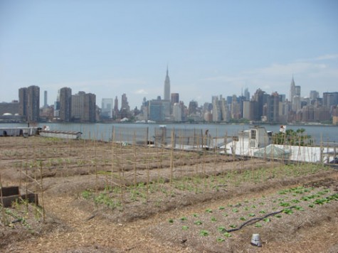 rooftopfarms06