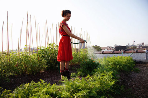 rooftopfarms08