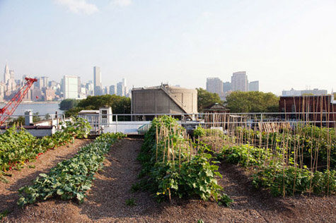 rooftopfarms09