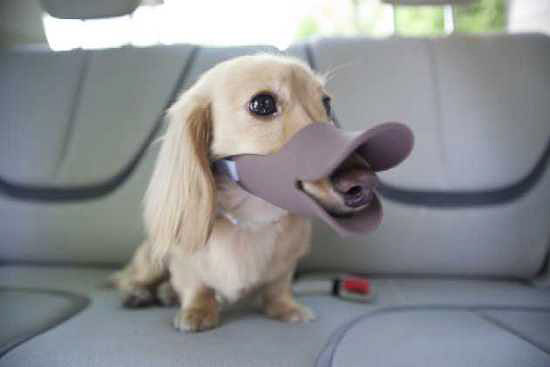 DuckBilledDogs04