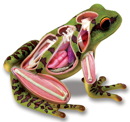 anatomy01frog