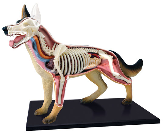 anatomy03