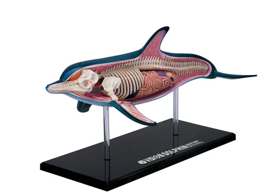 anatomy05