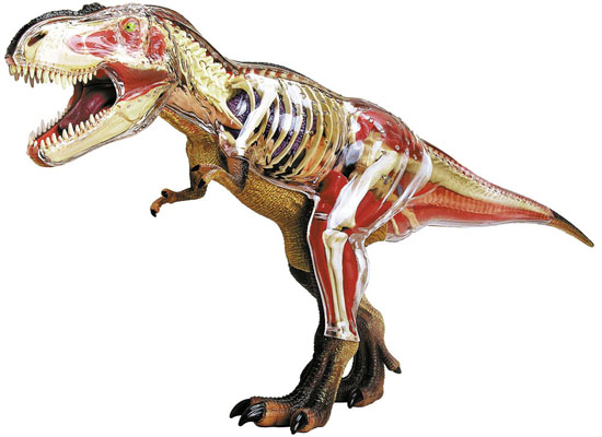 anatomy06