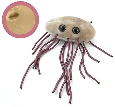 gigabacik_bacteria_ecoli_nagy