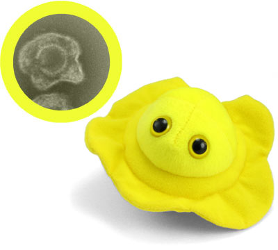 gigabacik_microbes_herpes_nagy