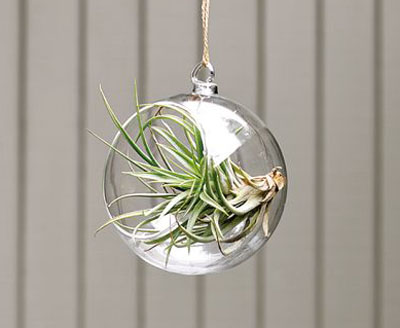 airplantsornament02