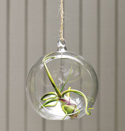 airplantsornament03